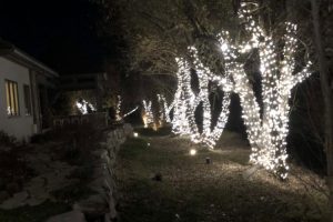 Christmas Lights on trees