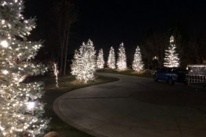 Christmas Lights on trees lining driveway
