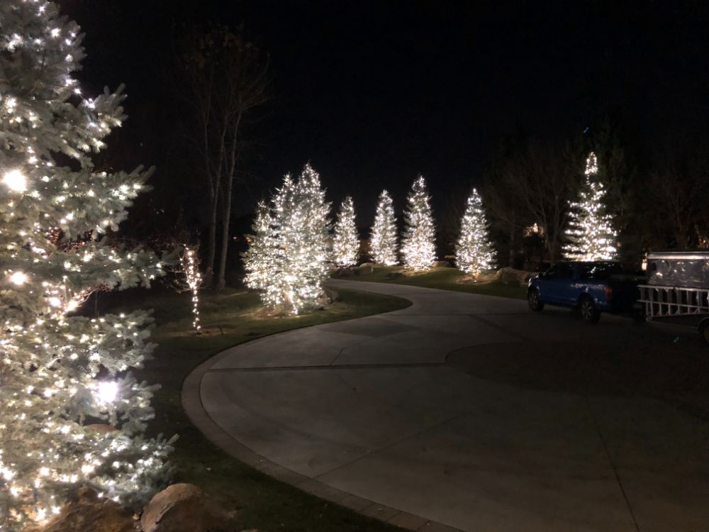 Christmas Lights on trees