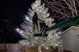 Christmas Lights on large pine tree