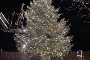 Christmas Lights on large outdoor pine tree