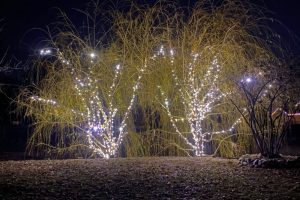 Christmas Lights on trees